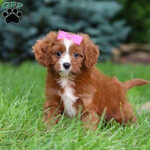 Summer, Cavapoo Puppy